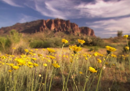 Community Services for Limited English Proficiency Individuals in Central Arizona